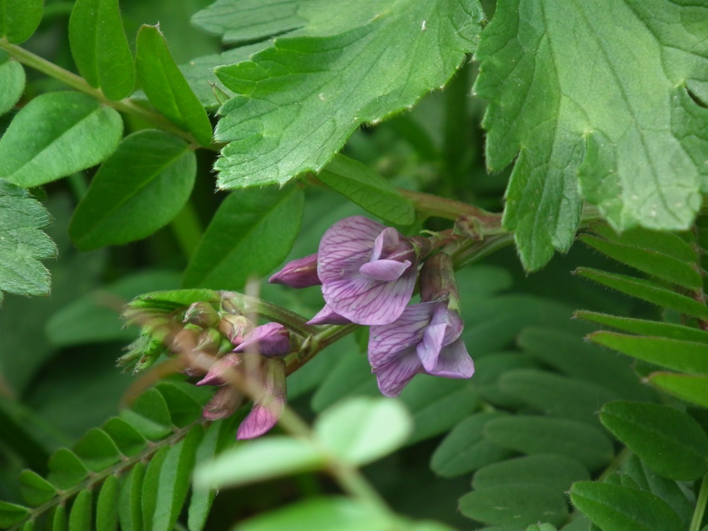 Vicia sepium / Veccia silvana